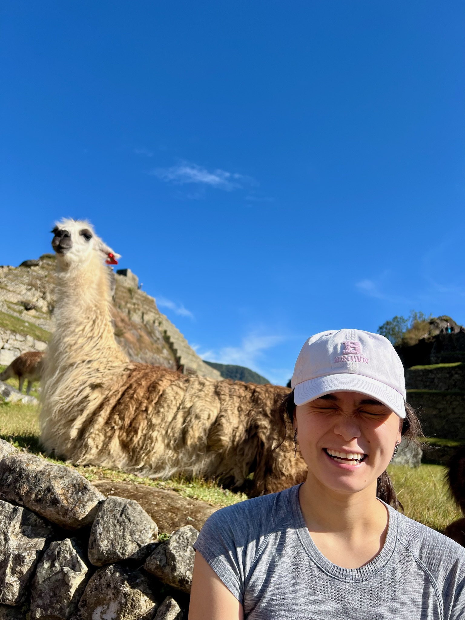 llama